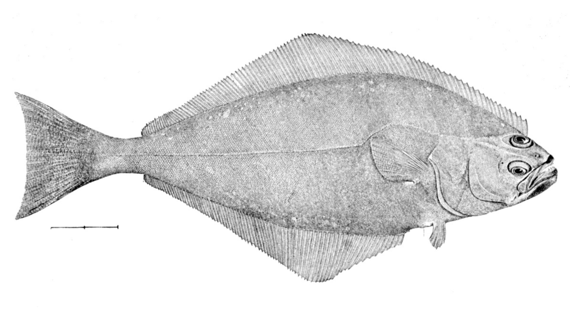 Halibut Fish Family Name, Facts, Information and More